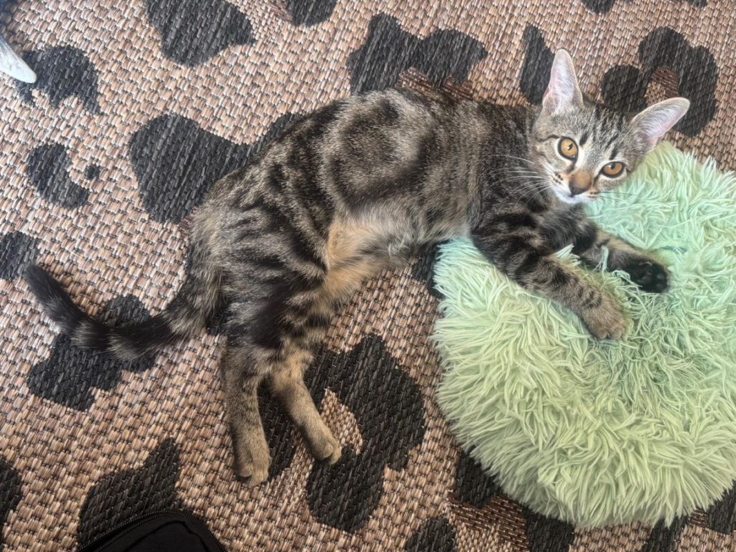 Gumby - Chat à adopter - photo 3
