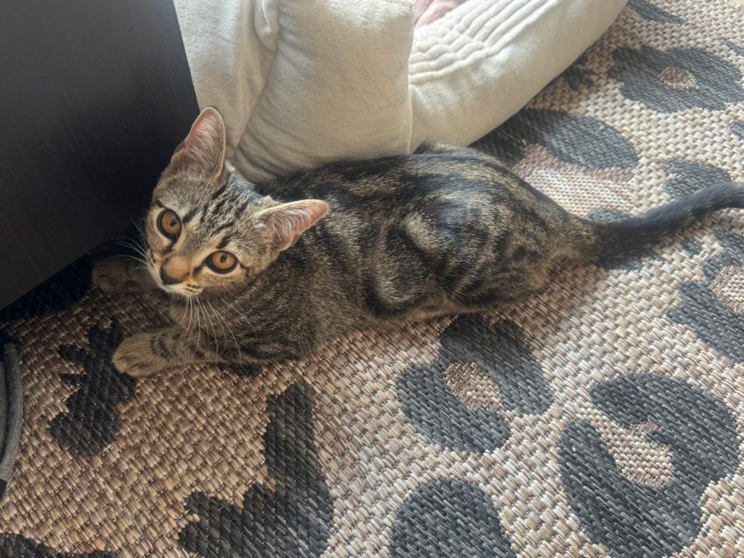 Gumby - Chat à adopter - photo 4