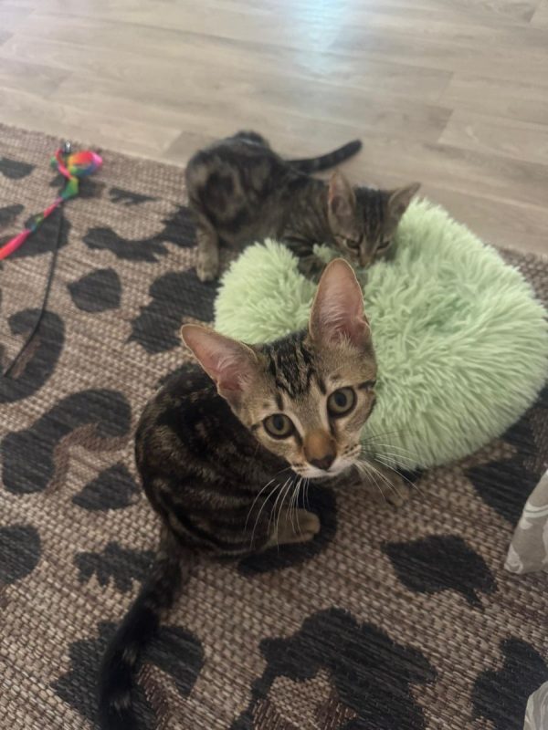 Gumby - Chat à adopter