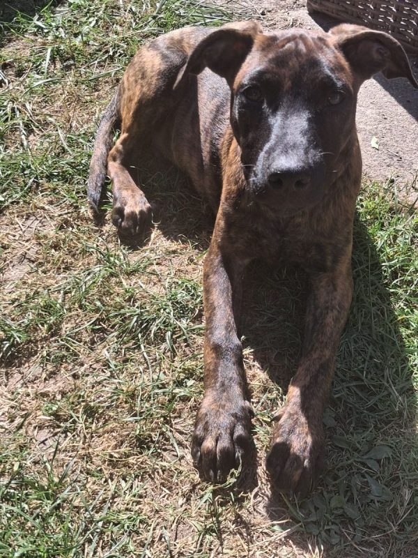 Stormy - Chien Berger Belge Malinois à adopter - photo 5