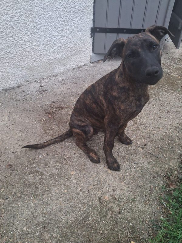 Stormy - Chien Berger Belge Malinois à adopter - photo 4