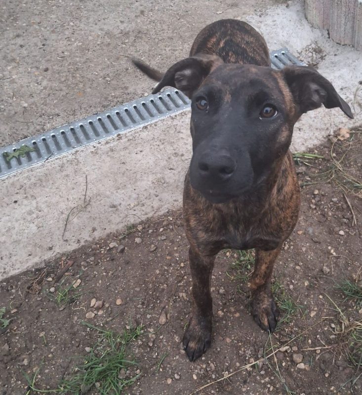 Stormy - Chien Berger Belge Malinois à adopter - photo 2