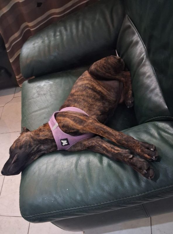 Stormy - Chien Berger Belge Malinois à adopter