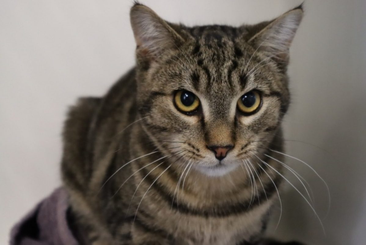 Rood - Chat Européen à adopter