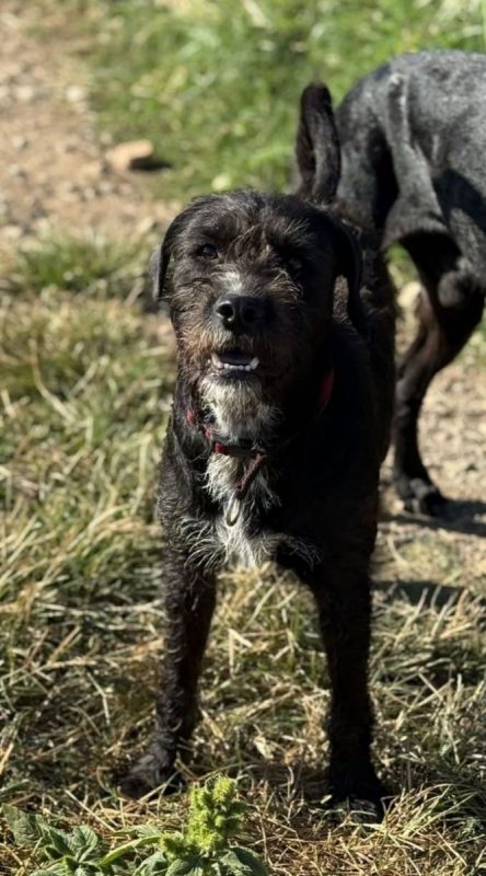 Shadow - Chien Griffon Nivernais à adopter - photo 3