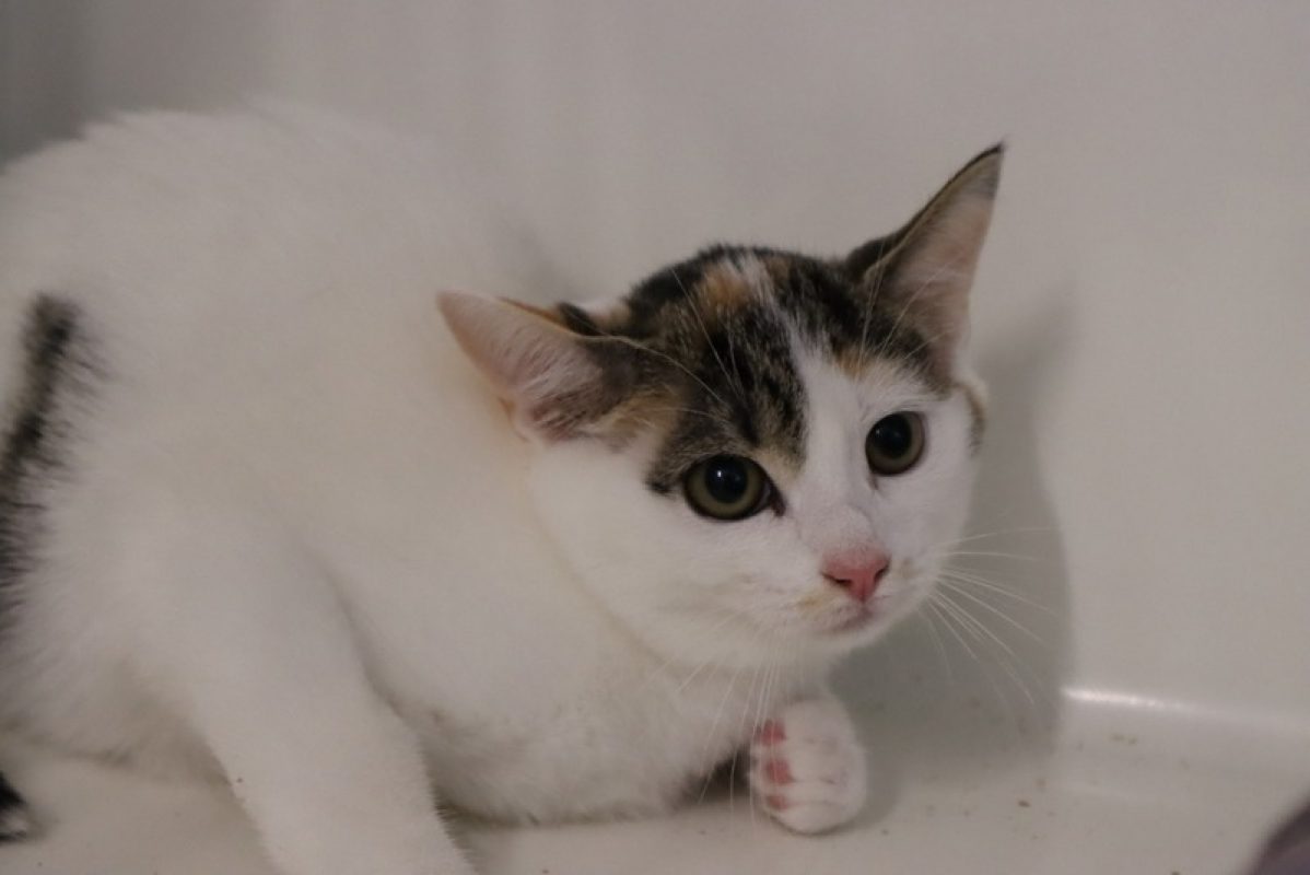 Betty - Chat Européen à adopter