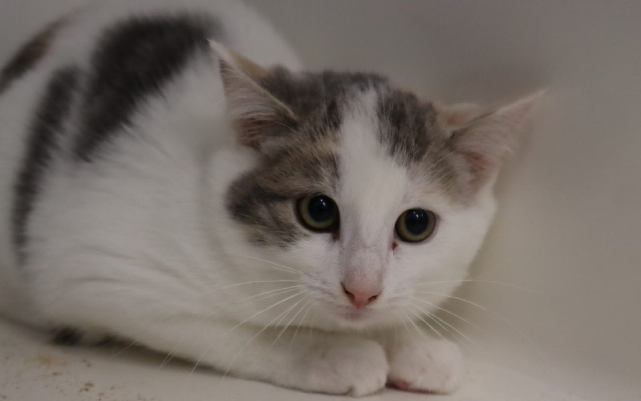 Samya - Chat Européen à adopter