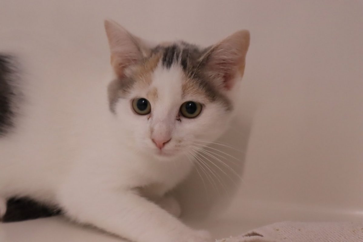 Sara - Chat Européen à adopter