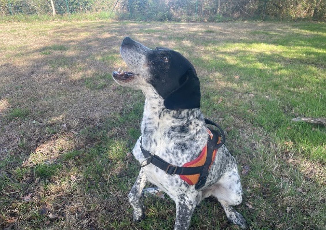 Peter - Chien Epagneul Allemand à adopter