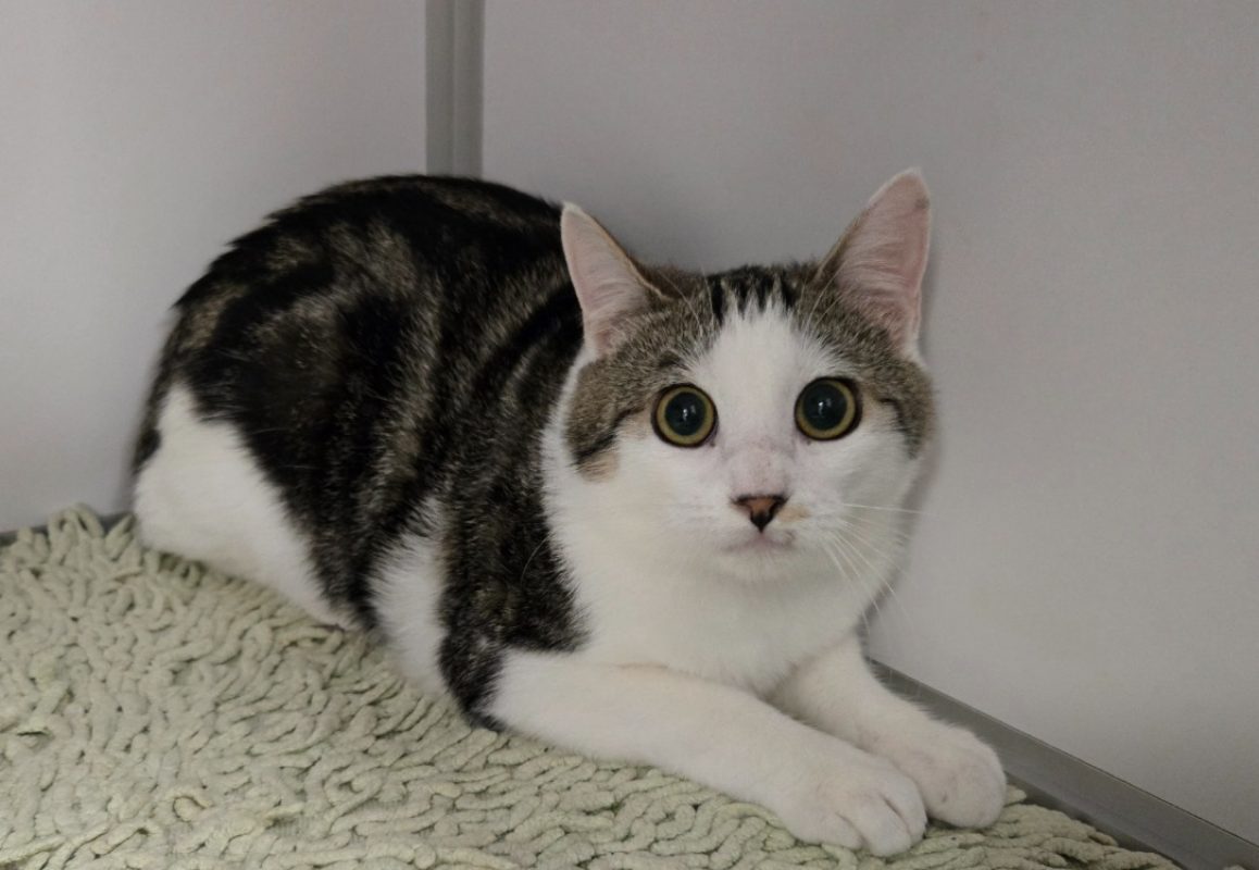 Lupin - Chat Européen à adopter