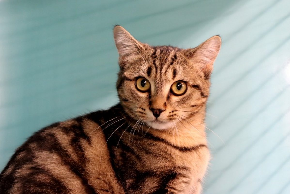 Kijani - Chat Européen à adopter