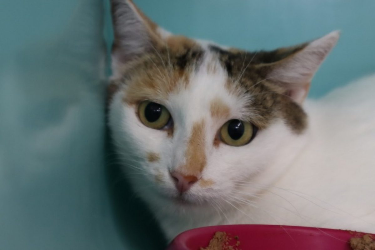 Nikki - Chat Européen à adopter