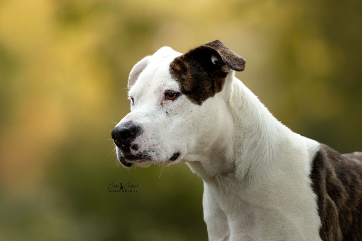 Argos - Chien à adopter