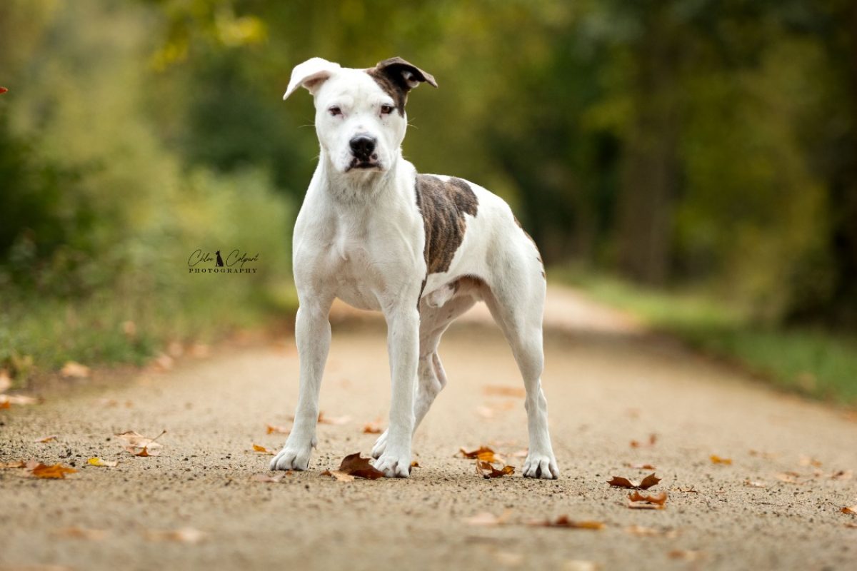 Argos - Chien à adopter - photo 2