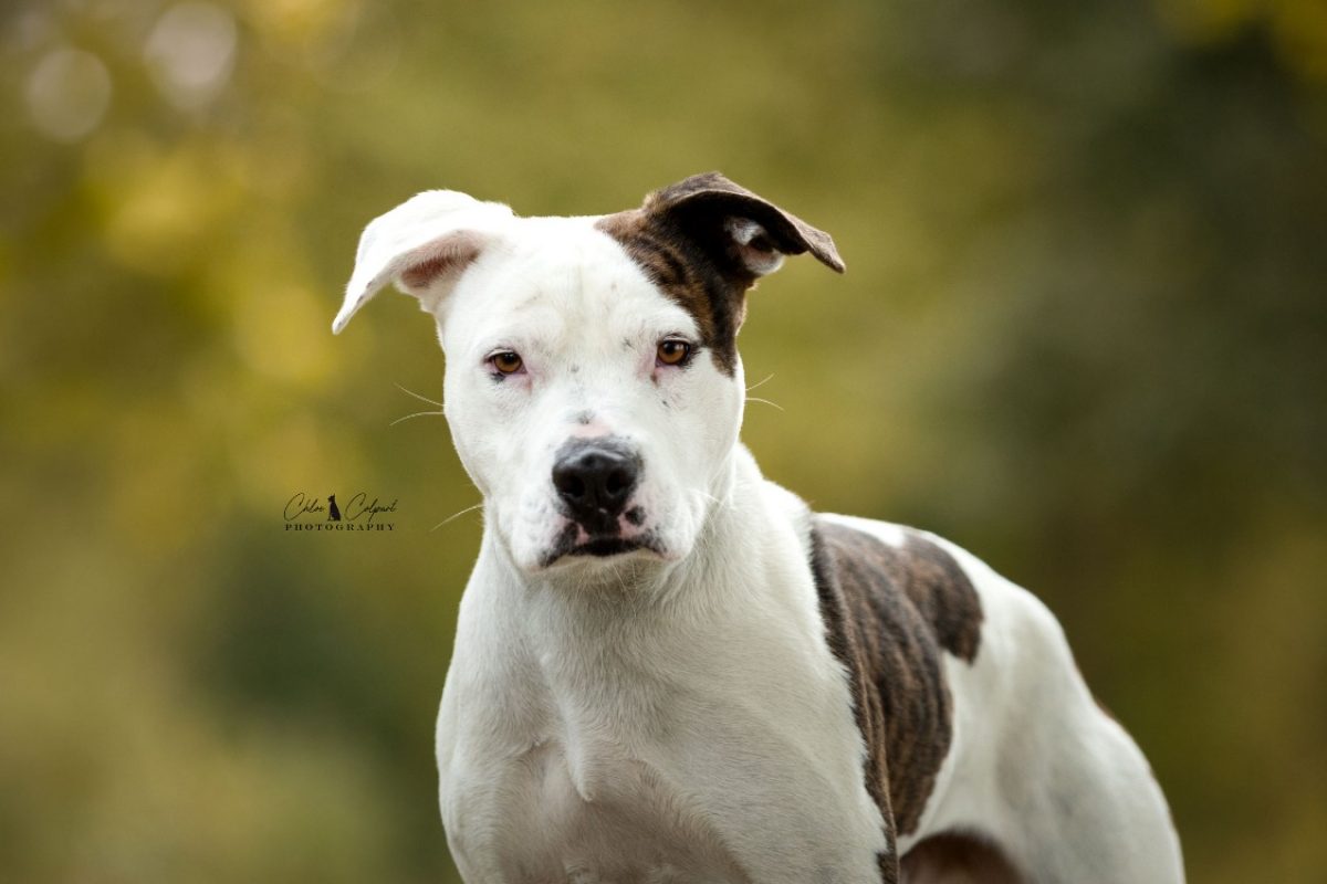 Argos - Chien à adopter - photo 3