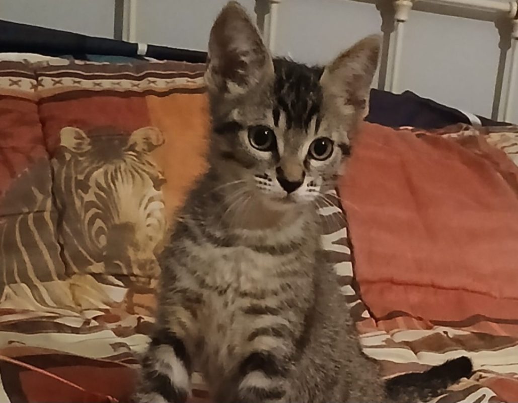 Mixou - Chat Européen à adopter