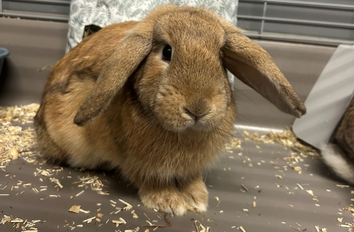 Biscotte - Rongeur Lapin à adopter