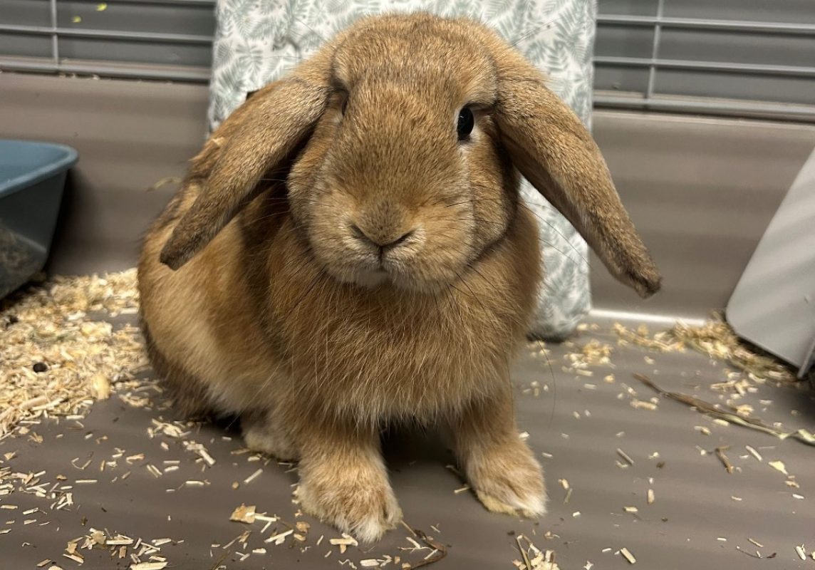 Biscotte - Rongeur Lapin à adopter - photo 2