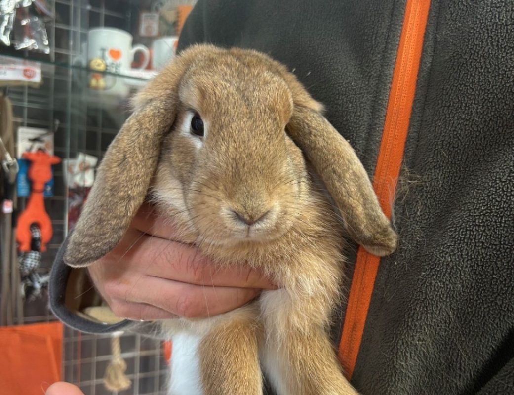 Cracotte - Rongeur Lapin à adopter