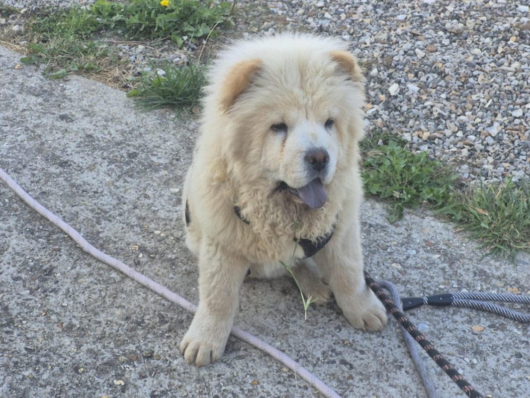 Ridley - Chien Chow Chow à adopter