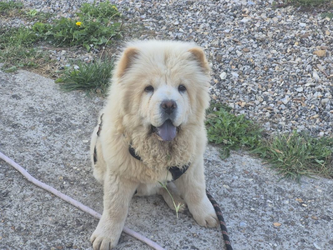 Ridley - Chien Chow Chow à adopter - photo 2