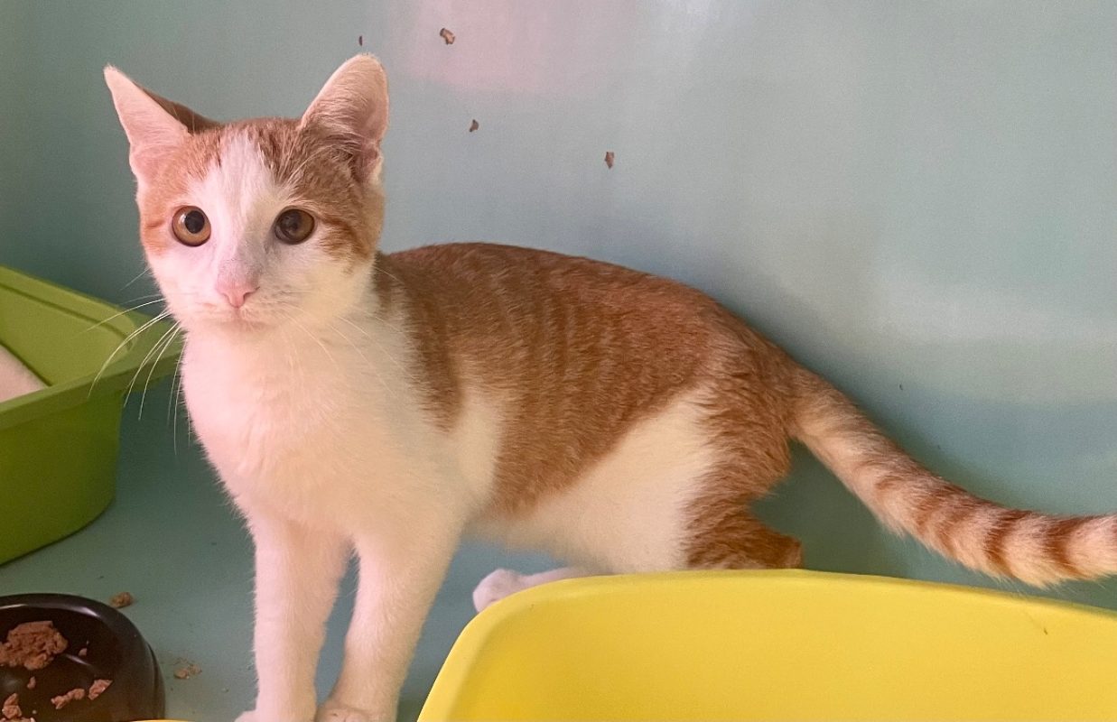 Tao - Chat Européen à adopter