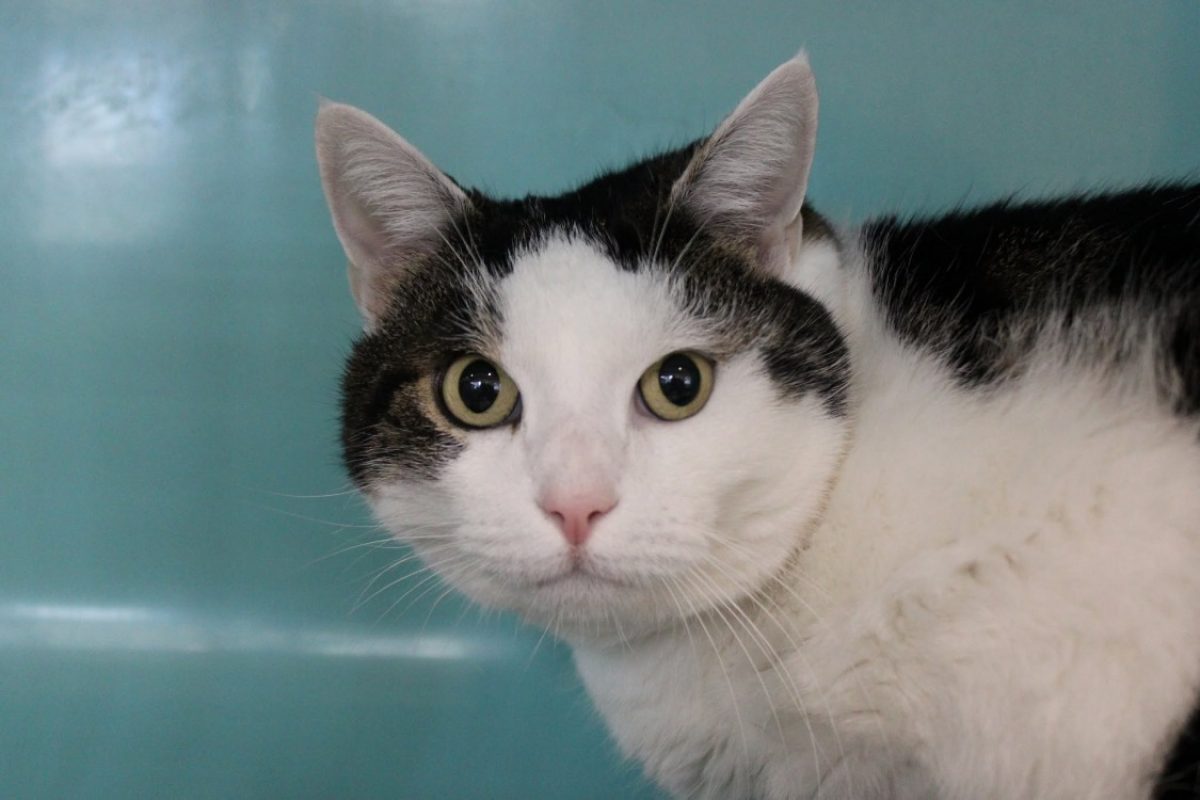 Silver - Chat Européen à adopter