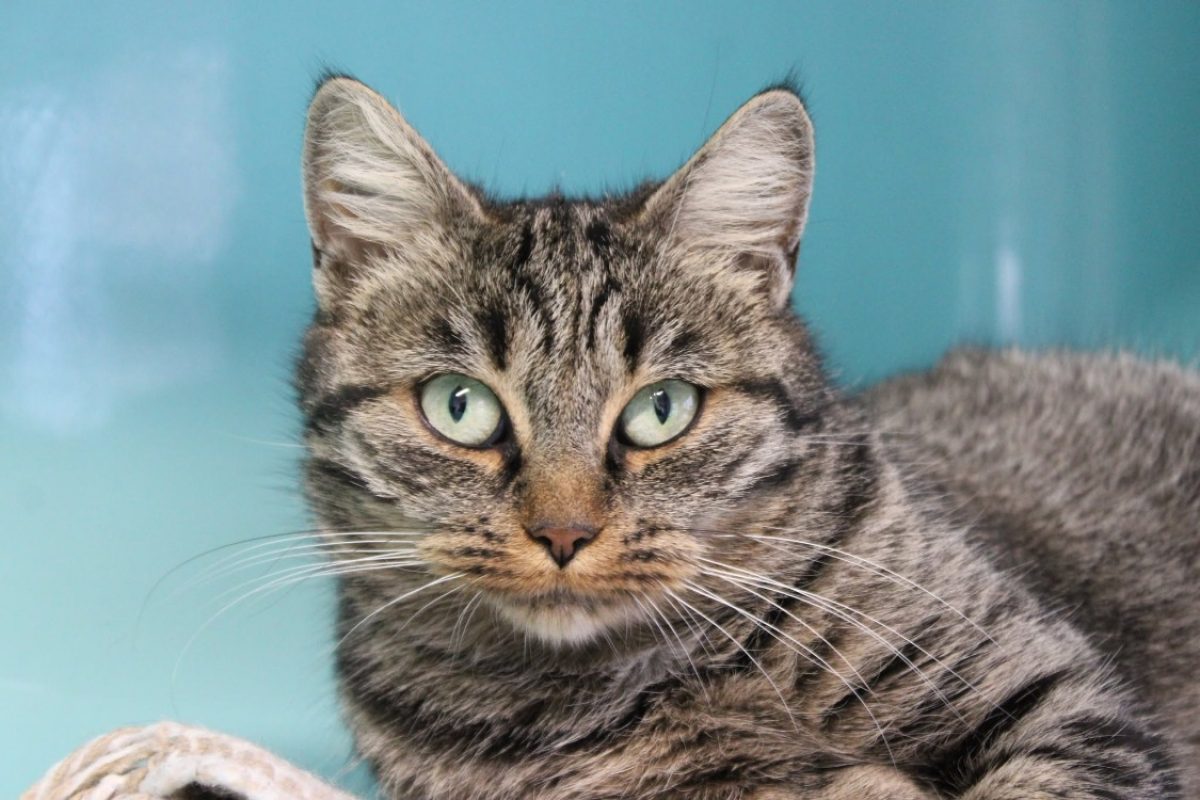 Bulle - Chat Européen à adopter