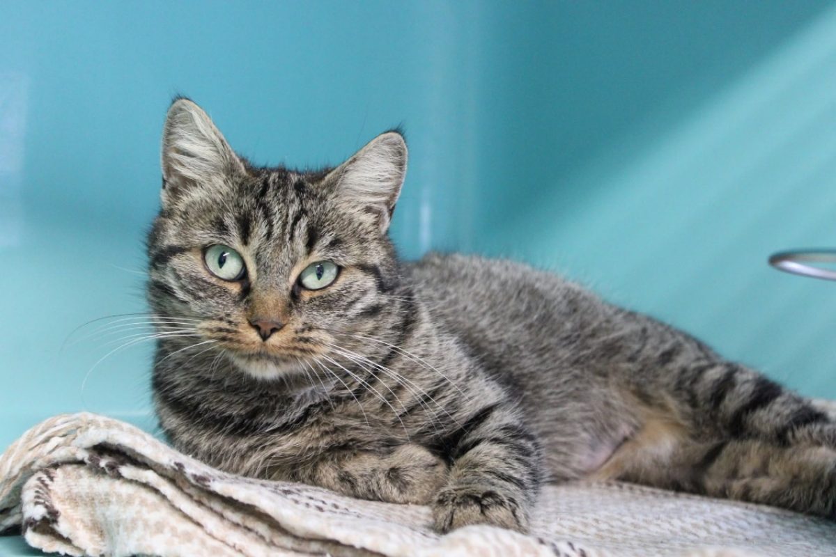 Bulle - Chat Européen à adopter - photo 2