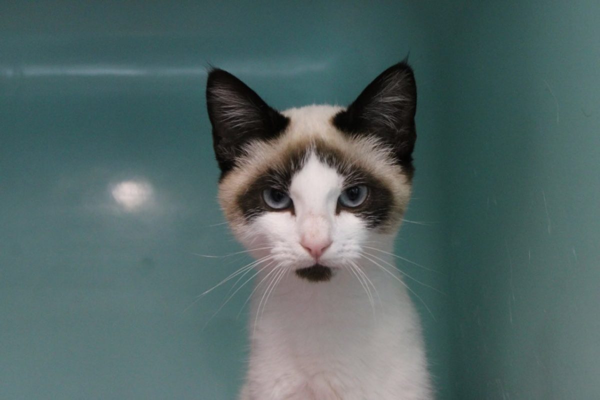 Crumble - Chat Européen à adopter