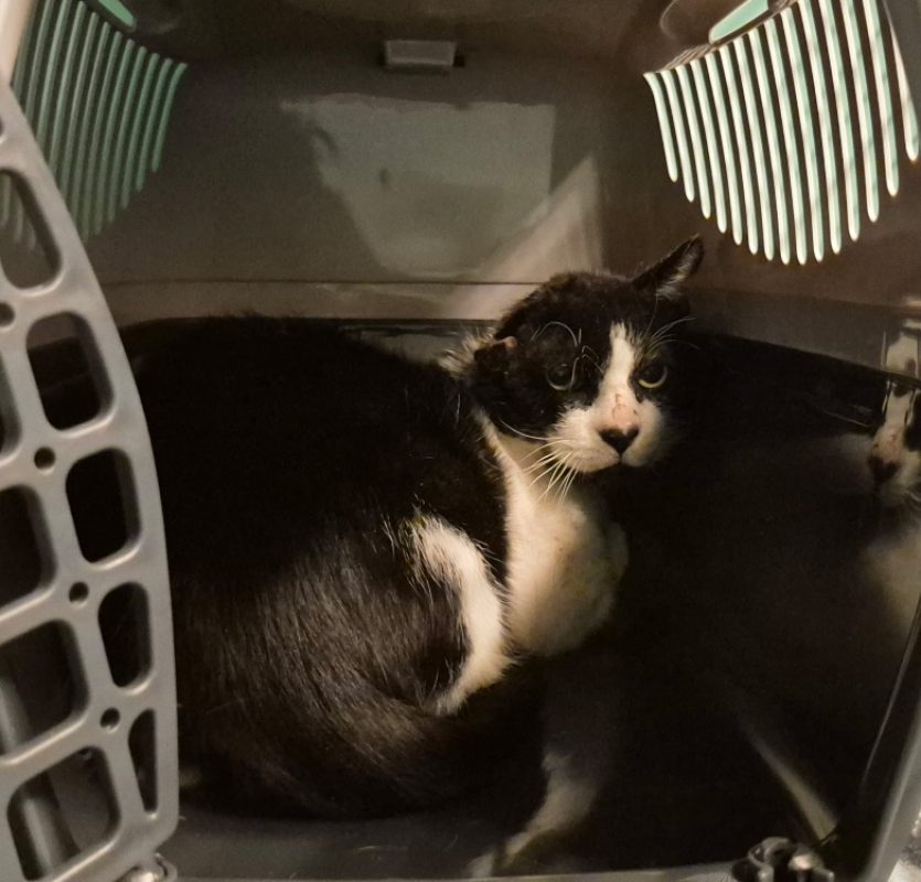 Noreille - Chat Européen à adopter