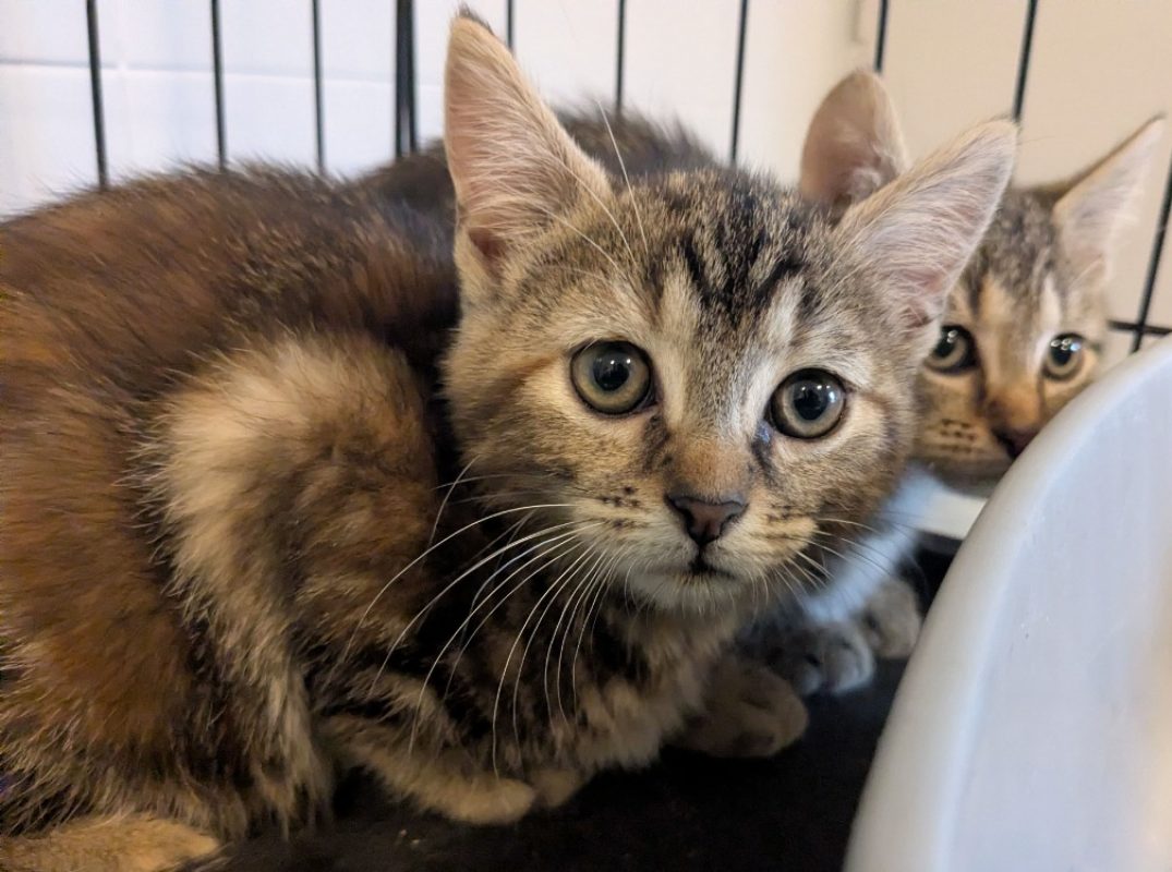 Sucrette - Chat Européen à adopter