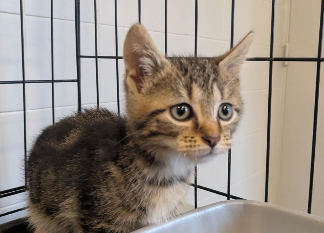 Pimousse - Chat Européen à adopter