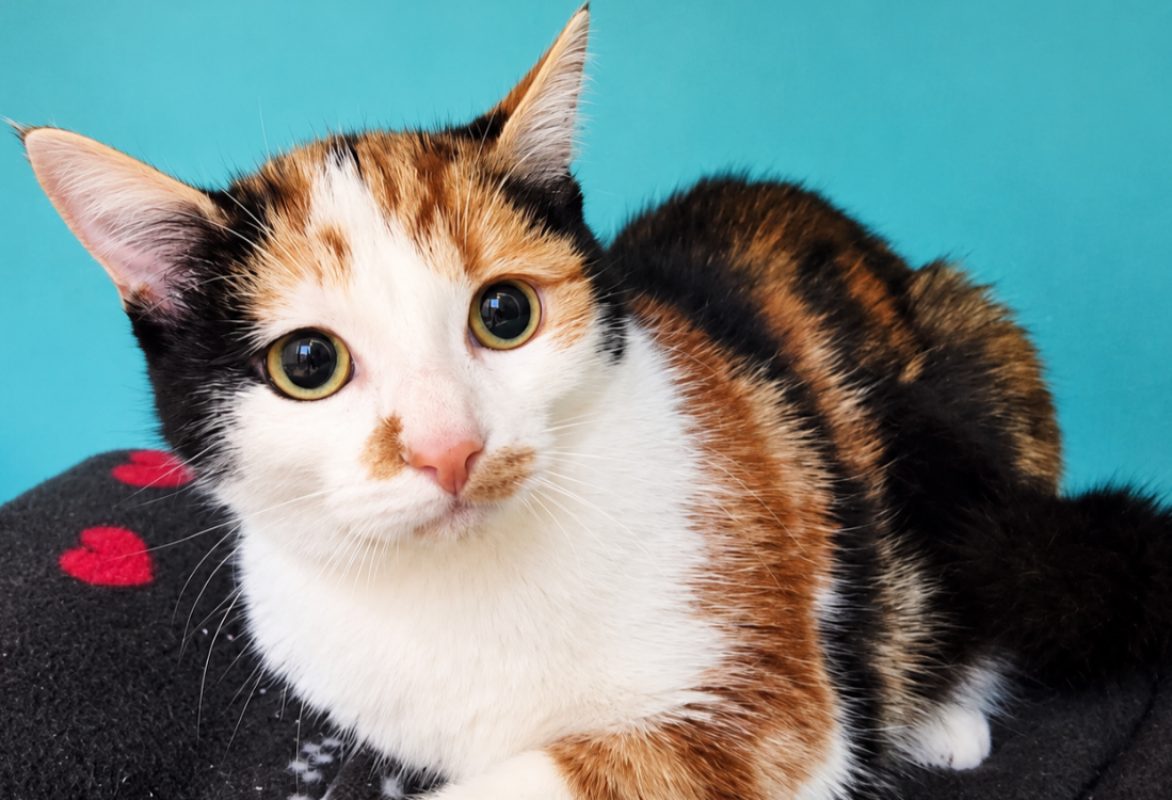 Ally - Chat Européen à adopter