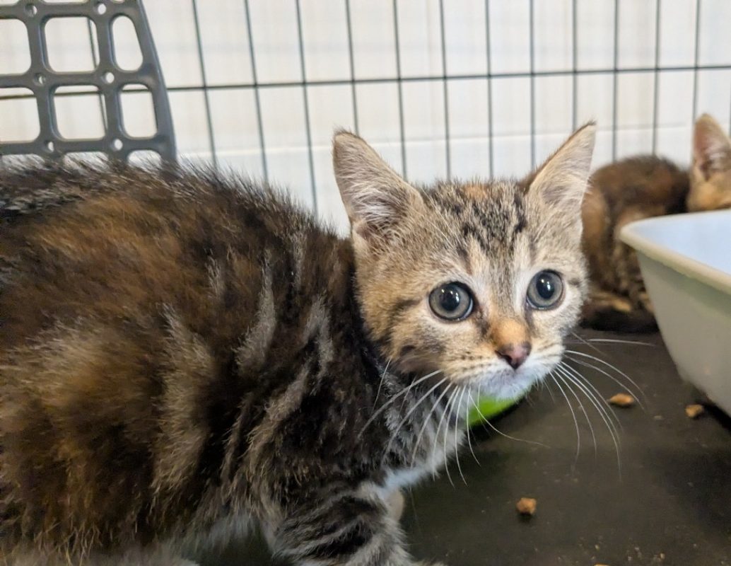 Tagada - Chat Européen à adopter