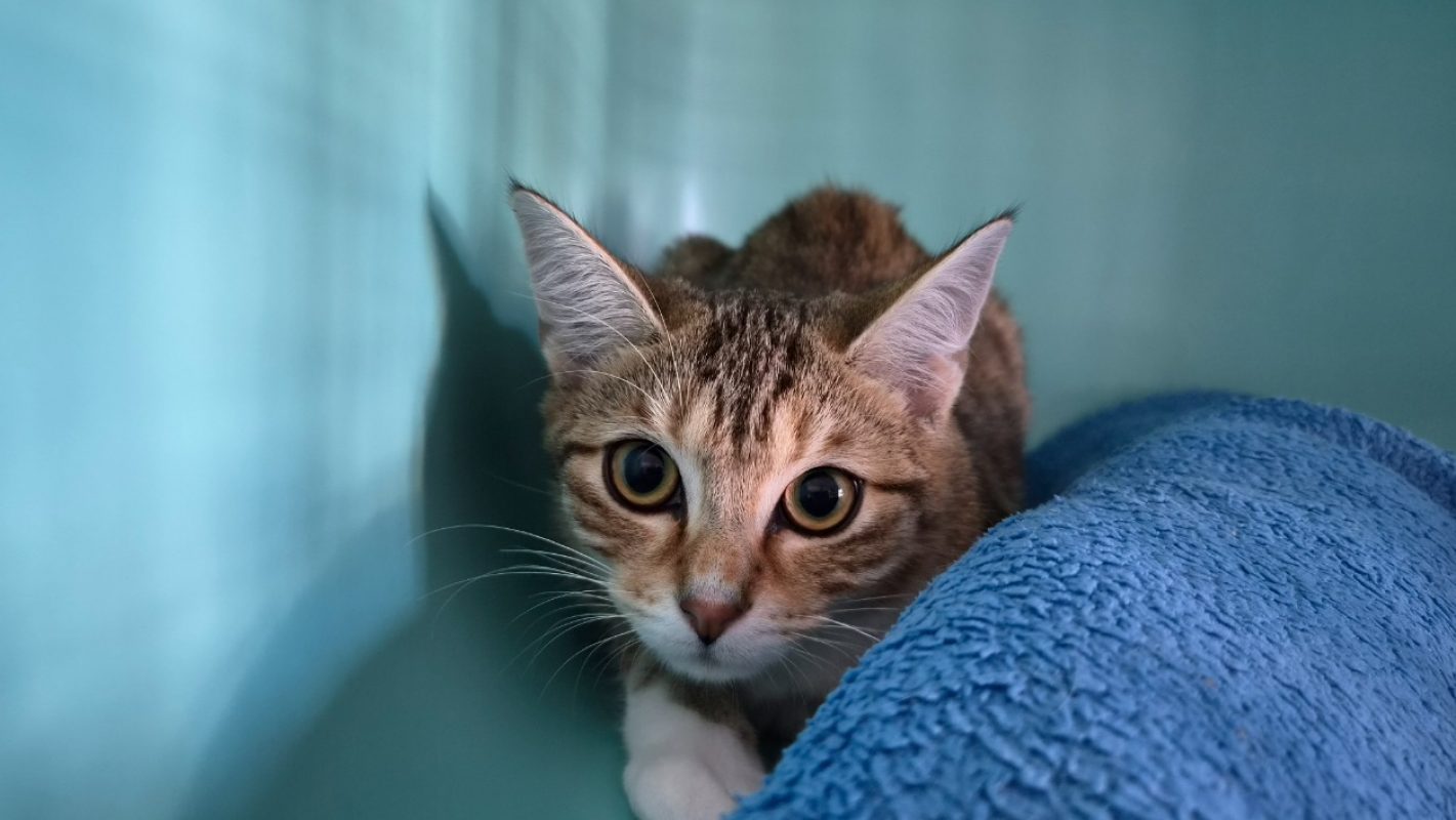 Bella - Chat Européen à adopter