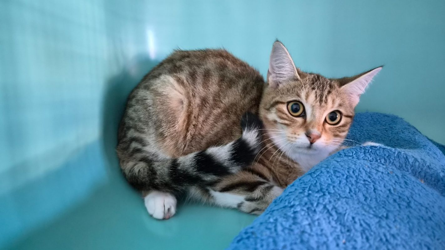 Bella - Chat Européen à adopter - photo 2