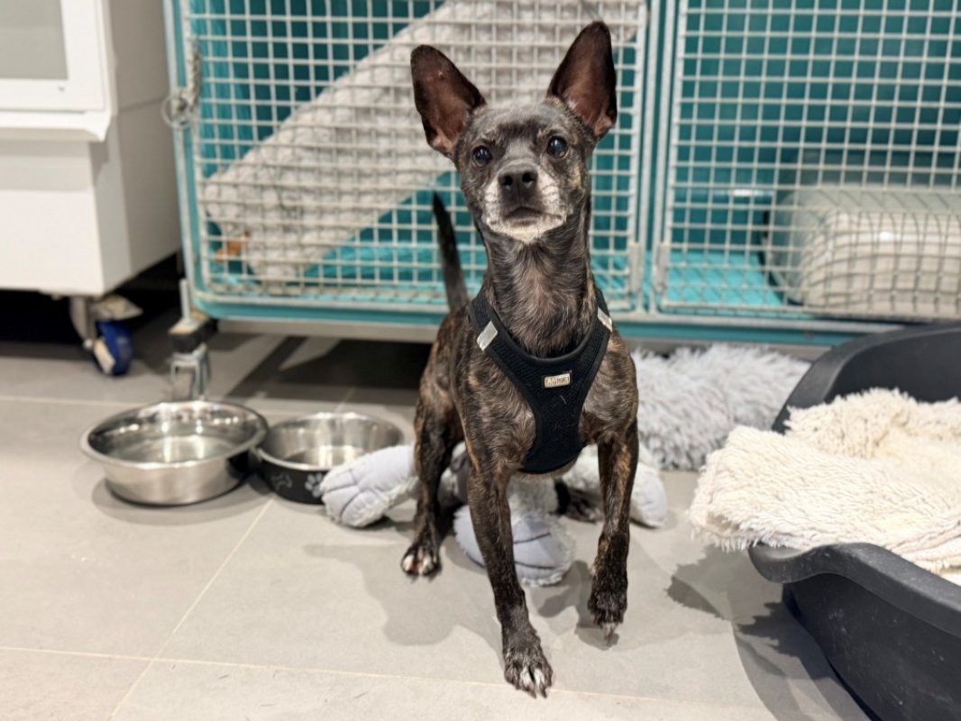 Panda - Chien à adopter