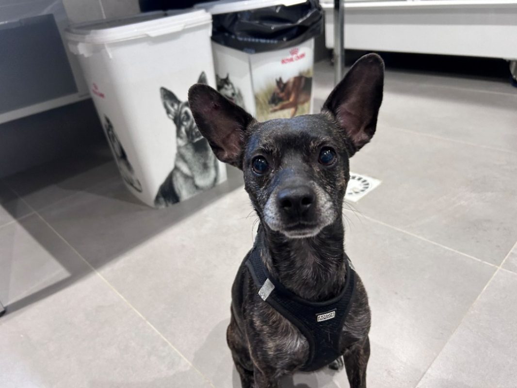 Panda - Chien à adopter - photo 2