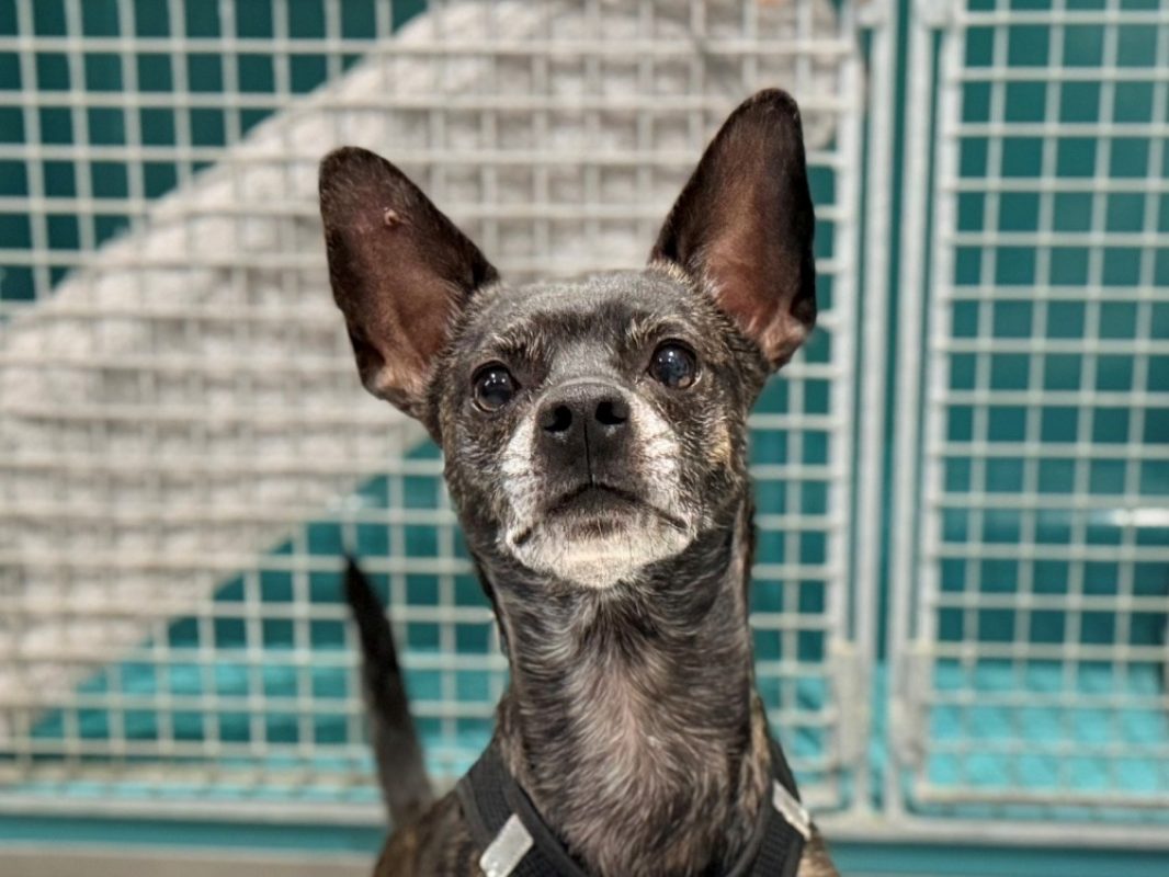 Panda - Chien à adopter - photo 3