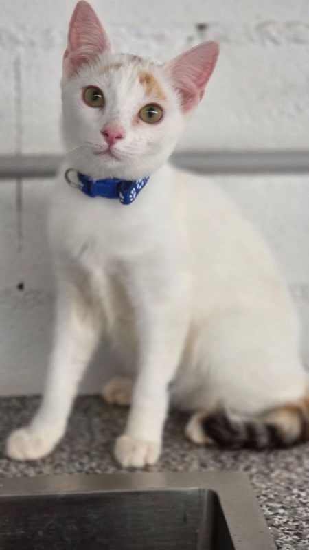 Nina (tricolore) - Chat à adopter