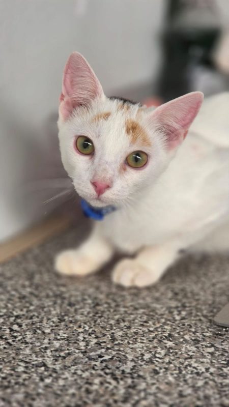 Nina (tricolore) - Chat à adopter - photo 5