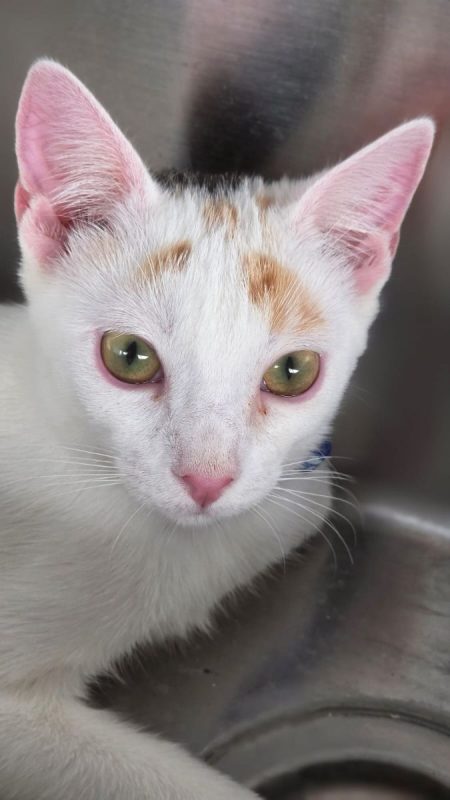 Nina (tricolore) - Chat à adopter - photo 4