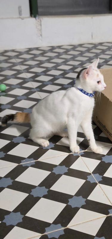 Nina (tricolore) - Chat à adopter - photo 2