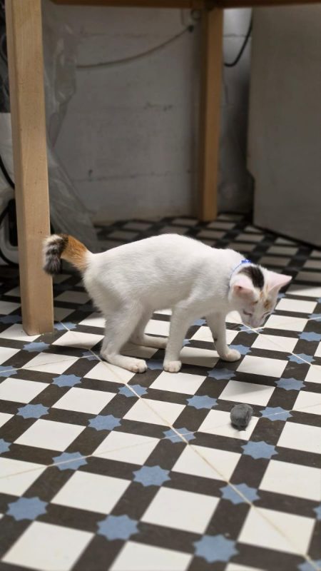 Nina (tricolore) - Chat à adopter - photo 6