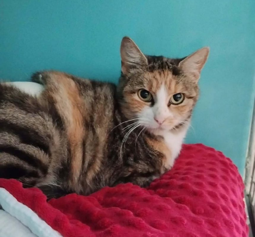 Julia - Chat Européen à adopter