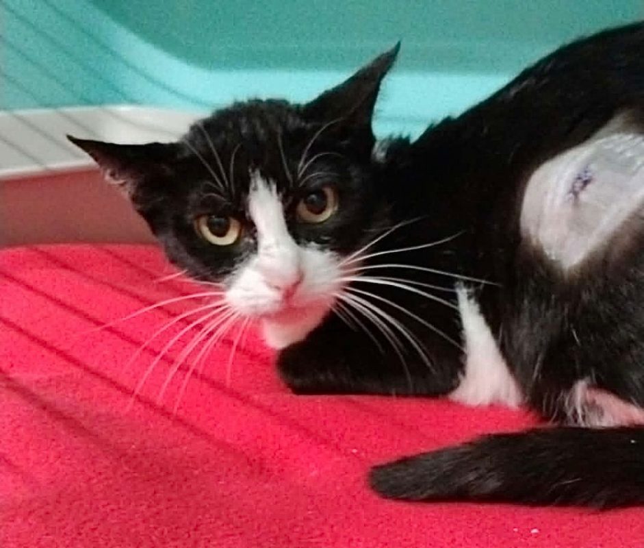 Nami - Chat Européen à adopter