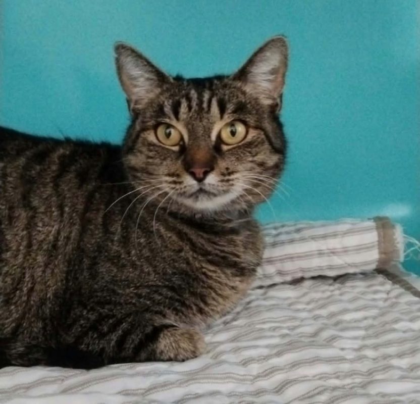 Cléo - Chat Européen à adopter