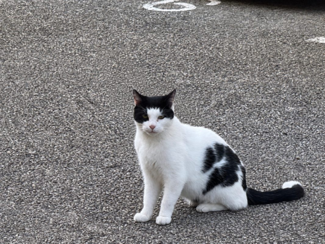 Blanco - Chat Européen à adopter