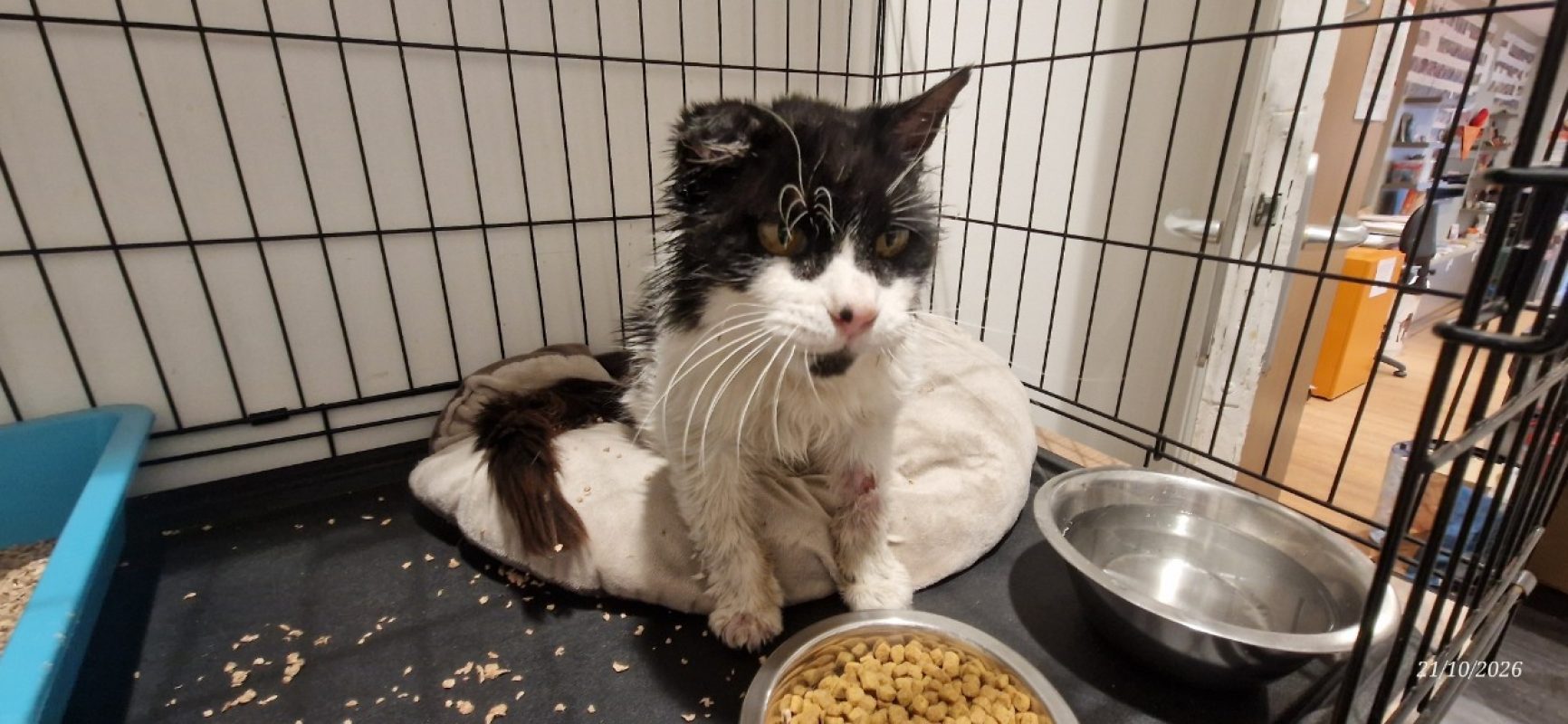 Pepita - Chat Européen à adopter